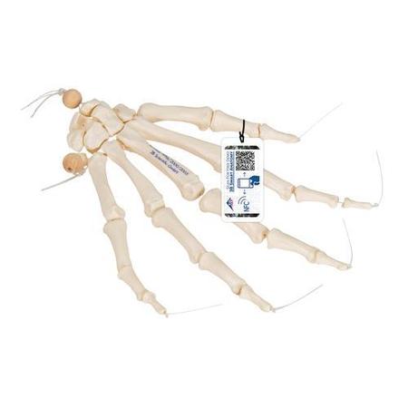 3B SCIENTIFIC Hand skeleton loosely threaded - w/ 3B Smart Anatomy 1019368